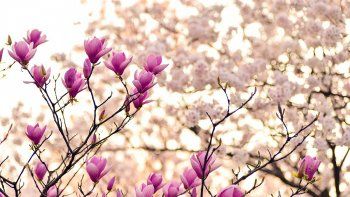 La primavera comenzará el 22 de septiembre.