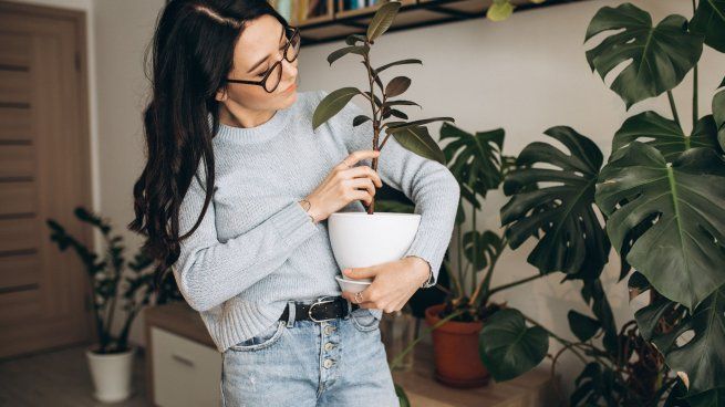 Este ingrediente no solo sirve para la cocina, también es un gran aliado de las plantas.