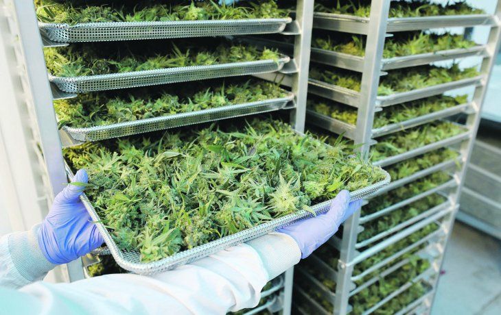 ámbito.com | PAG8-CANNABIS.JPG