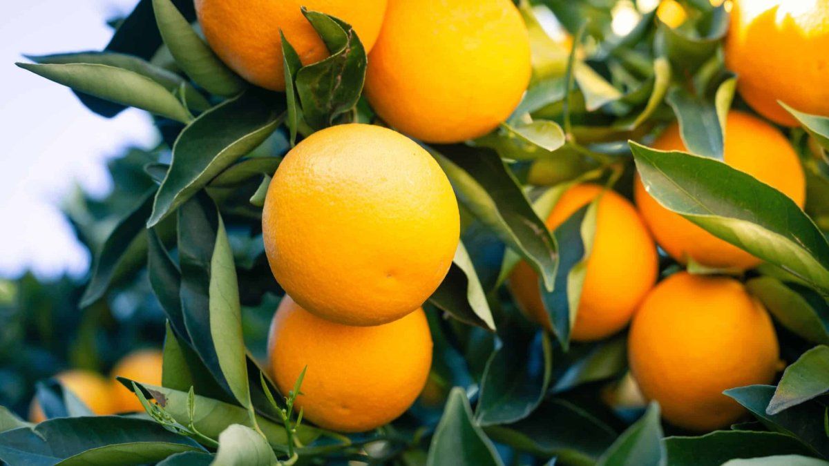 Winter stars: these foods enhance the immune system and renew your energy