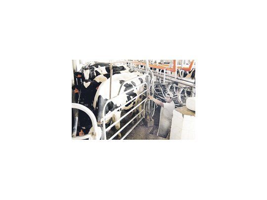 En el segundo semestre de 2012 la producción de leche cayó el 6% respecto del mismo período de 2011 y se espera que el volumen siga cayendo en el primer semestre de este año.