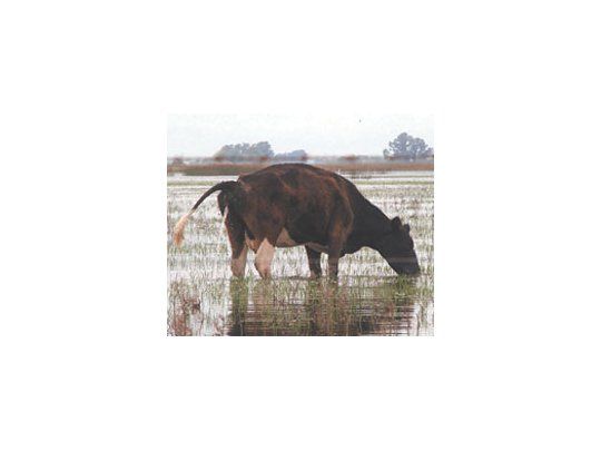 La inundación de campos y la urgencia de trasladar el ganado por las inundaciones es una imagen que se volvería a repetir este año en el país.