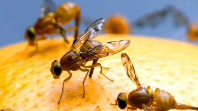 ¿Qué significa soñar con insectos?