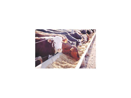 La Cuota 481 permitiría ingresar a la Unión Europea con carne de un alto precio, de un 20% del valor de la Hilton, que hoy ronda los 16 dólares la tonelada aproximadamente.