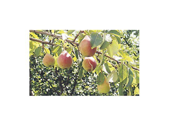 La pera es el producto agrícola en el que la diferencia es la más elevada, con una brecha de 14 veces entre lo que recibe el productor y paga el consumidor.