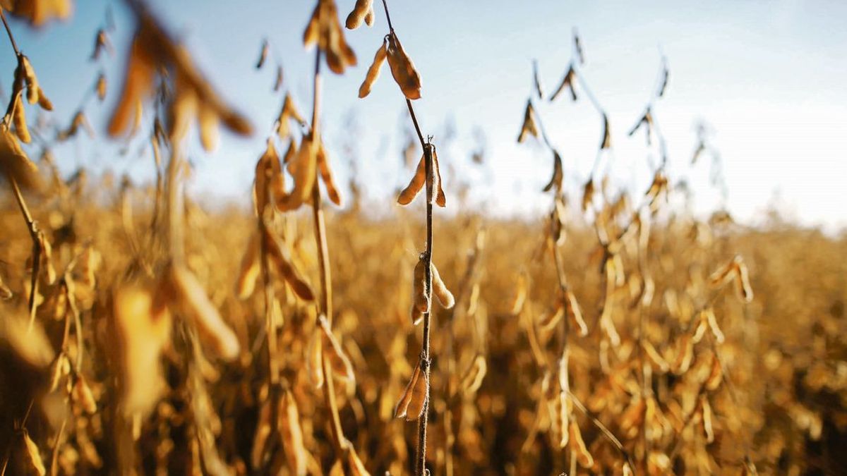 Soybeans soared 4.6% and again exceeded 0 in Chicago