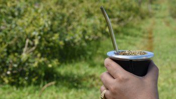 Día Nacional del Mate.&nbsp;