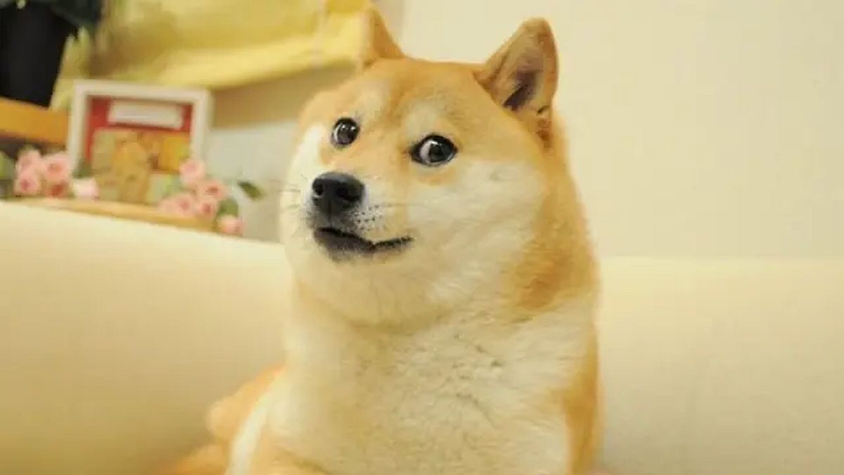 Kabosu, the Japanese dog who went viral due to the Doge meme, died
