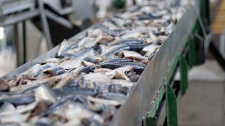 El Gobierno modificó el esquema de aranceles de exportación a varios productos pesqueros