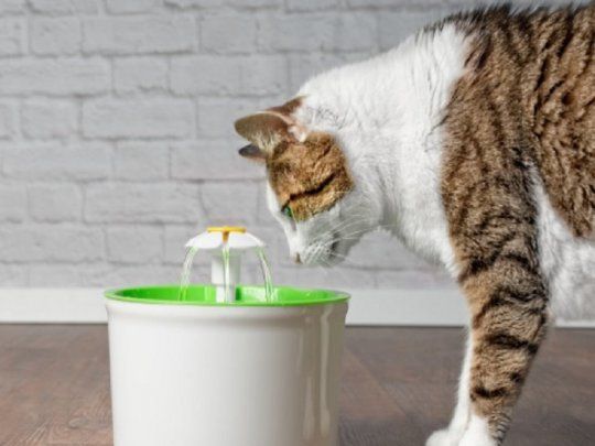 El gato y la hidratación.&nbsp;