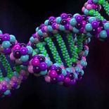 Esta herramienta de Google puede cartografiar la ubicación de los elementos funcionales y a determinar sus roles a nivel molecular. Esta herramienta de Google puede cartografiar la ubicación de los elementos funcionales y a determinar sus roles a nivel molecular.