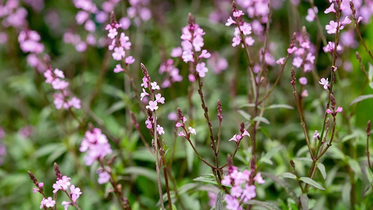 Science recommends that everyone consume this ancient plant that has multiple benefits: what is it?