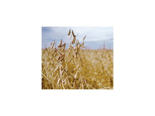 Casi el 65% de la región agrícola está sembrado con soja, mientras lo ideal sería que abarcara el 50%.