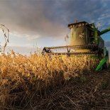 La soja de primera atraviesa su ventana más determinante para la definición de rindes. La soja de primera atraviesa su ventana más determinante para la definición de rindes.
