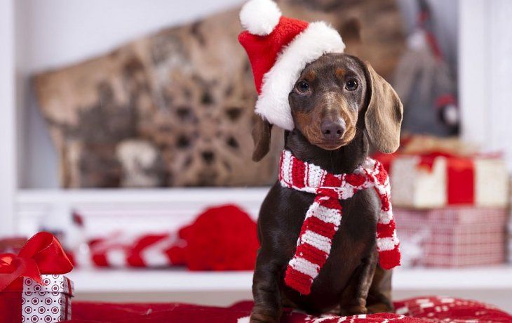 Se debe cuidar la salud de los perros durante las fiestas.&nbsp;