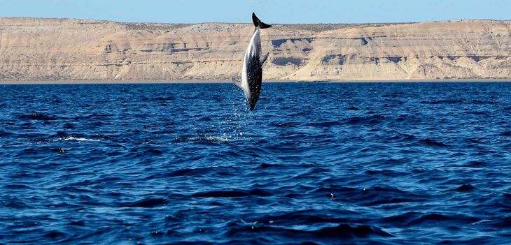 Temporada de orcas en Península Valdes ocurre entre los meses de septiembre y abril.  