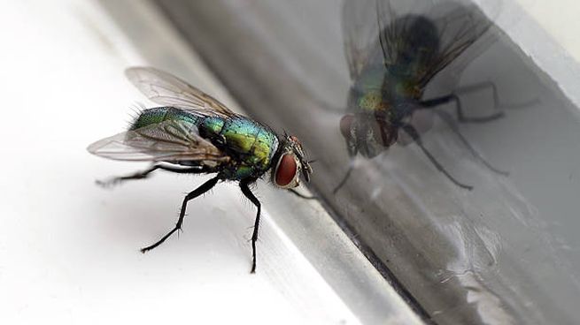 &nbsp;Cómo eliminar de manera definitiva las moscas sin usar botellas ni químicos: trucos caseros que sí funcionan