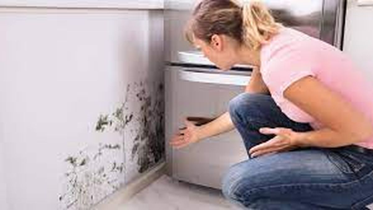 Cómo eliminar la humedad de tu hogar?