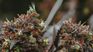 La industria uruguaya de la marihuana busca expandirse de la mano de la inversión internacional.