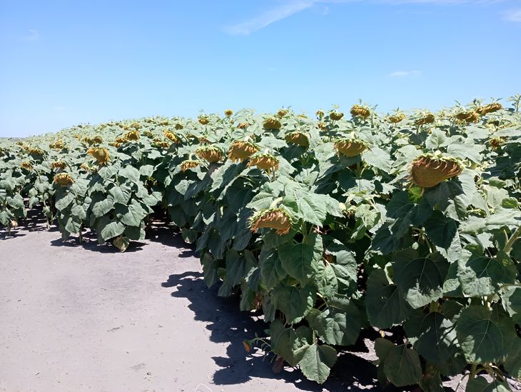 En Surmax son optimistas respecto al futuro para la actividad en el agro. En Surmax son optimistas respecto al futuro para la actividad en el agro.
