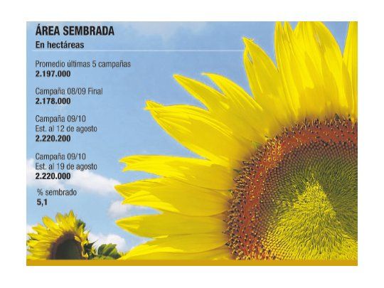 Girasol: la siembra sigue sin despegar