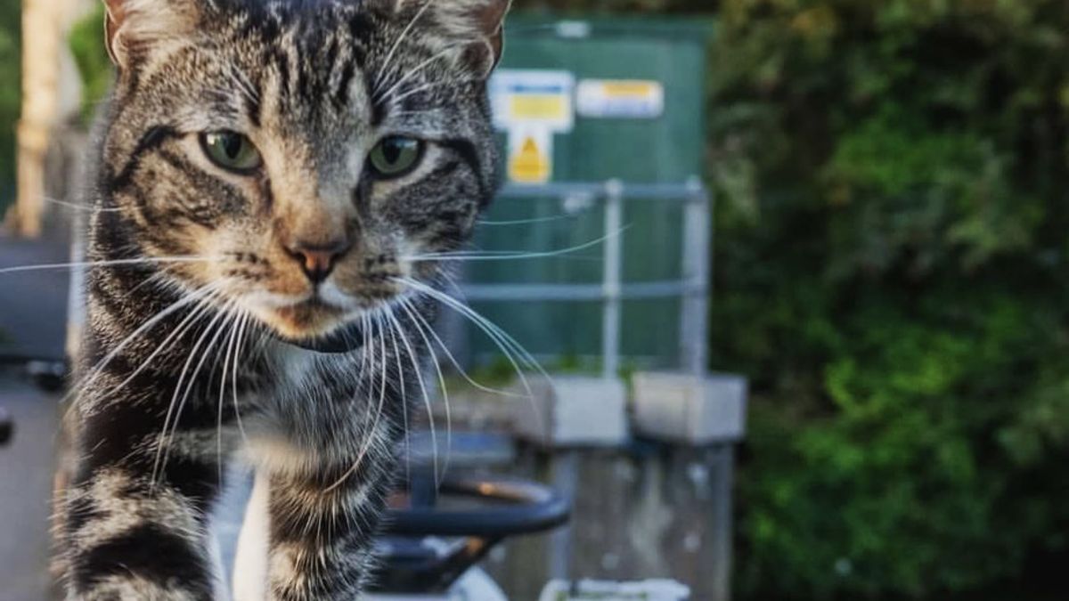 Macaroni: the story of the cat that lived on the streets and now works in a school