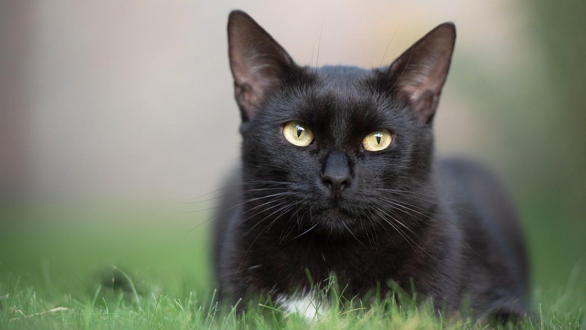What does it mean to be superstitious, according to psychology
