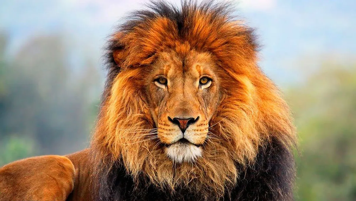 The lion attacked man when he left his tent. The lion attacked man when he left his tent.