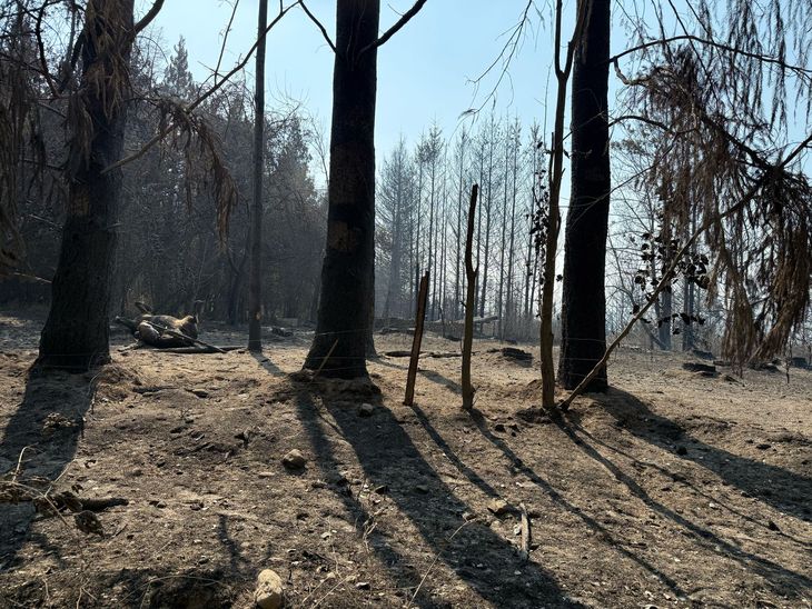 Los incendios en El Bols&oacute;n ya llevan casi una semana activos.