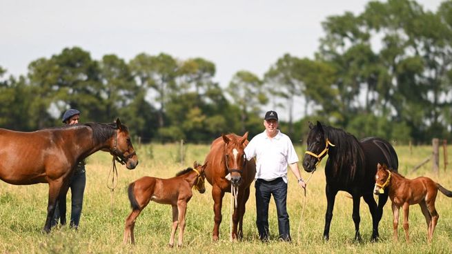 En total, nacieron cinco caballos a partir de la técnica CRISPR-Cas9.