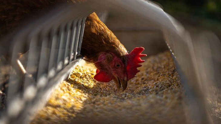 Confirman un nuevo caso de gripe aviar en Córdoba