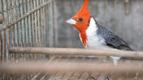 cerebro: aseguran que genera beneficios la presencia de pajaros