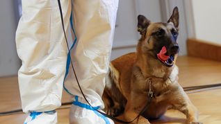 Perros del ejército austríaco se unen a la manada de olfateadores de Covid