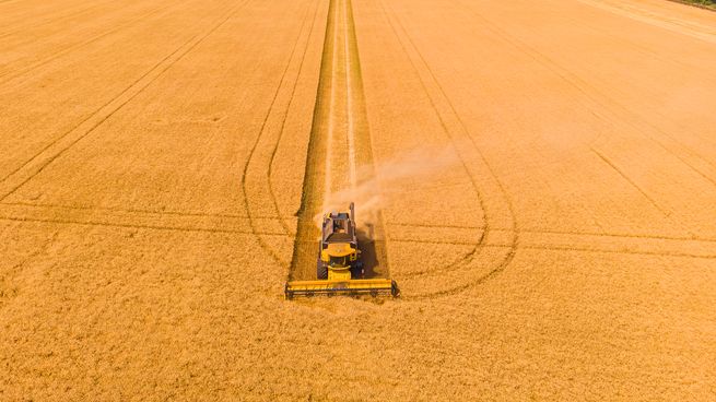 La colza, un mercado que crece en el Uruguay.