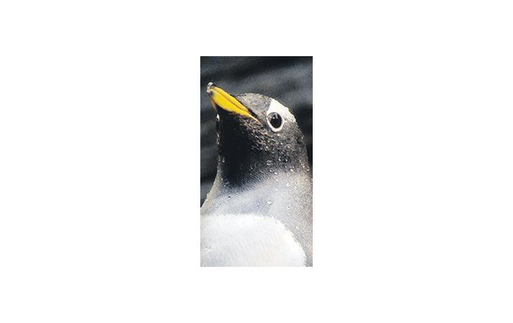 ámbito.com | Un pingüino