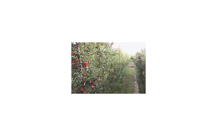 Las provincias afectadas son Río Negro y Neuquén. En los meses de más calor la región es muy seca, razón por la cual el riego es imprescindible para las plantaciones de manzanas y peras.
