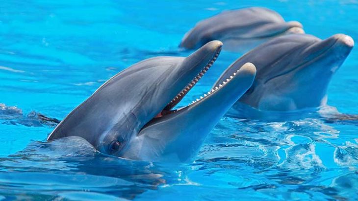 The dolphin also has a sixth sense, that of echolocation. The dolphin also has a sixth sense, that of echolocation.