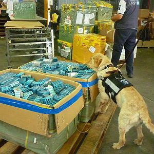 Los perros de la AFIP colaboraron para detectar los medicamentos ilegales.