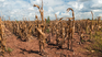 Fernando Mattos considered that it is convenient to extend the agricultural emergency due to the drought.
