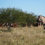 Además de las tierras, la compra incluye 4.000 animales de raza Brangus colorado, utilizados para la producción de carne.