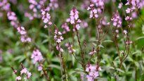 La verbena ayuda a aliviar dolencias y malestares de manera natural.