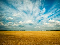 La siembra de verano tuvo buenos resultados y los productores esperan la lluvia en los campos uruguayos.