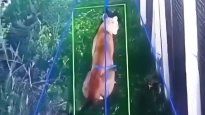 alerta en hudson por la aparicion de un puma alrededor de un barrio privado