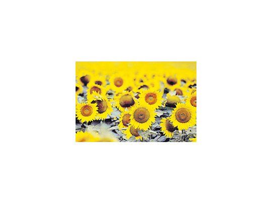 La reposición de humedad en los suelos desde la semana pasada permitió la siembra de girasol en gran parte del área productiva nacional.