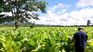 The mayor of Artigas, Pablo Caram, is in the eye of the storm for his comments that hinted at the possible existence of child labor in tobacco production.