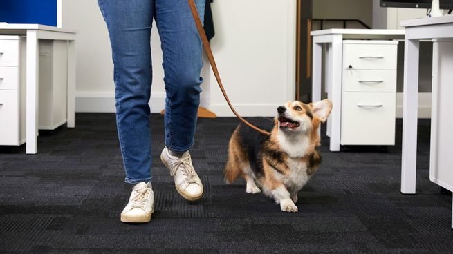 oficina-pet-friendly.jpg