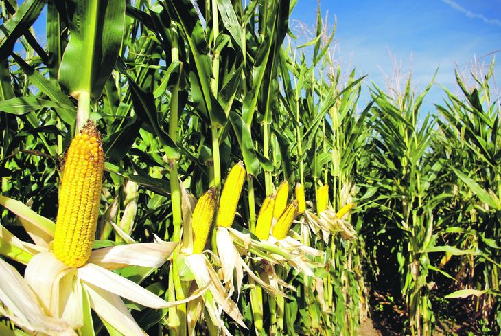 El maíz tocó máximo histórico por escasez de oferta e incertidumbre sobre la guerra