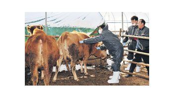 En Corea del Sur veterinarios vacunan vacas como parte de las medidas preventivas tras elevar al máximo el nivel de alerta por la aftosa.