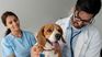 Veterinary control of pets is a fundamental part of care. Veterinary control of pets is a fundamental part of care.