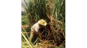 Los ingenios aseguran que no faltará azúcar